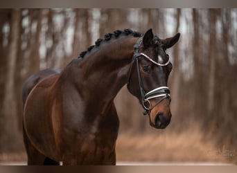 Bavarian Warmblood, Gelding, 4 years, 17 hh, Brown