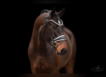 Bavarian Warmblood, Gelding, 4 years, 17 hh, Brown