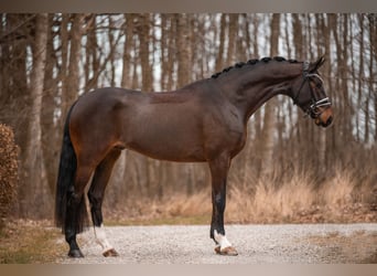 Bavarian Warmblood, Gelding, 4 years, 17 hh, Brown