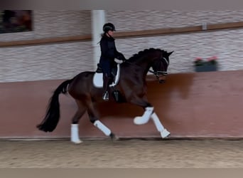 Bavarian Warmblood, Gelding, 4 years, 17 hh, Brown