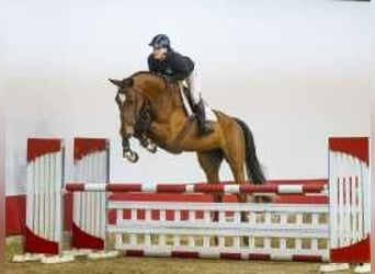 Bavarian Warmblood, Gelding, 4 years, 17 hh, Brown