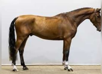 Bavarian Warmblood, Gelding, 4 years, 17 hh, Brown