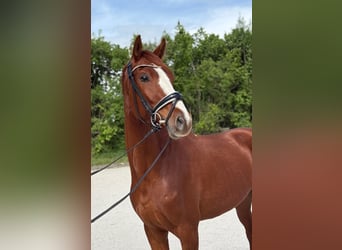 Bavarian Warmblood, Gelding, 4 years, Chestnut-Red