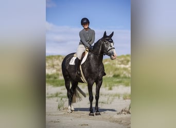 Bavarian Warmblood, Gelding, 5 years, 15,2 hh, Can be white