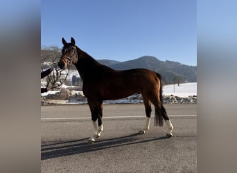 Bavarian Warmblood, Gelding, 5 years, 16.1 hh, Brown