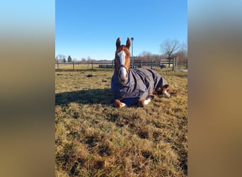 Bavarian Warmblood, Gelding, 5 years, 16.1 hh, Chestnut-Red