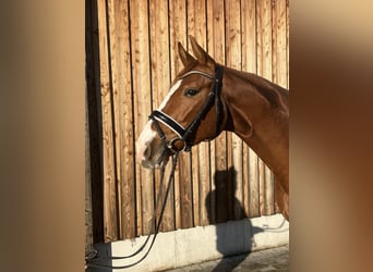 Bavarian Warmblood, Gelding, 5 years, 16.1 hh, Chestnut-Red