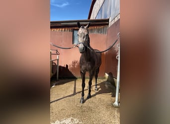 Bavarian Warmblood, Gelding, 5 years, 16.1 hh, Grey-Dapple