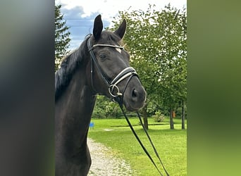 Bavarian Warmblood, Gelding, 5 years, 16.2 hh, Black