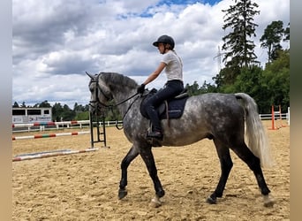 Bavarian Warmblood, Gelding, 5 years, 16.2 hh, Grey-Dapple