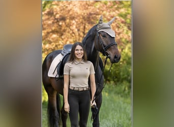 Bavarian Warmblood, Gelding, 5 years, 16,2 hh, Smoky-Black