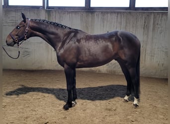 Bavarian Warmblood, Gelding, 5 years, 16,2 hh, Smoky-Black