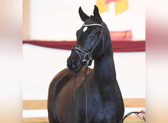 Bavarian Warmblood, Gelding, 5 years, 16,3 hh, Black