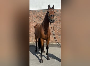 Bavarian Warmblood, Gelding, 5 years, 16.3 hh, Brown