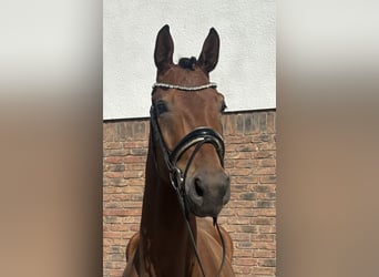 Bavarian Warmblood, Gelding, 5 years, 16.3 hh, Brown