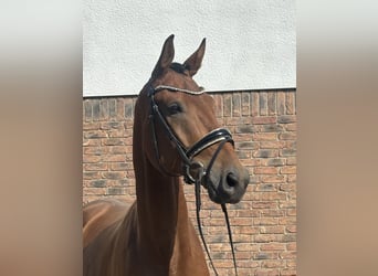 Bavarian Warmblood, Gelding, 5 years, 16.3 hh, Brown