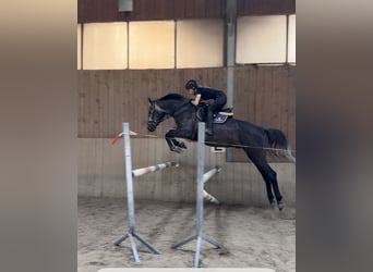 Bavarian Warmblood, Gelding, 5 years, 16.3 hh, Grey-Dapple
