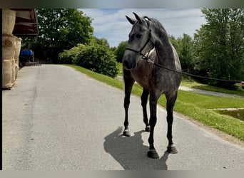 Bavarian Warmblood, Gelding, 5 years, 16.3 hh, Grey-Dapple