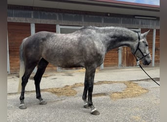 Bavarian Warmblood, Gelding, 5 years, 16.3 hh, Grey-Dapple