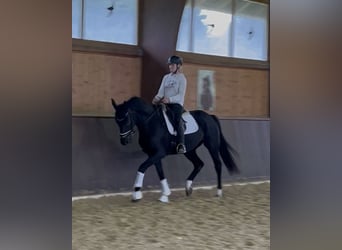 Bavarian Warmblood, Gelding, 5 years, 16,1 hh, Black