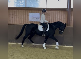 Bavarian Warmblood, Gelding, 5 years, 16,1 hh, Black