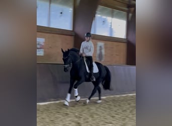 Bavarian Warmblood, Gelding, 5 years, 16,1 hh, Black