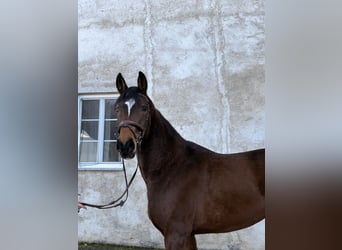 Bavarian Warmblood, Gelding, 5 years, 16,1 hh, Brown