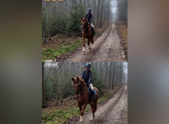 Bavarian Warmblood, Gelding, 5 years, 16,2 hh, Chestnut-Red