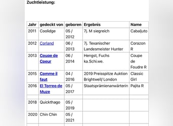 Bavarian Warmblood, Gelding, 5 years, 16,2 hh, Grey-Dark-Tan