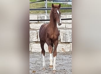 Bavarian Warmblood, Gelding, 5 years, 17 hh, Chestnut