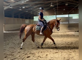 Bavarian Warmblood, Gelding, 6 years, 16.1 hh, Chestnut-Red