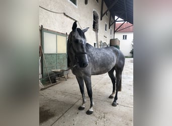 Bavarian Warmblood, Gelding, 6 years, 16.1 hh, Gray-Dapple