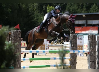 Bavarian Warmblood, Gelding, 6 years, 16,2 hh, Smoky-Black