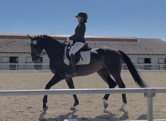 Bavarian Warmblood, Gelding, 6 years, 16,2 hh, Smoky-Black