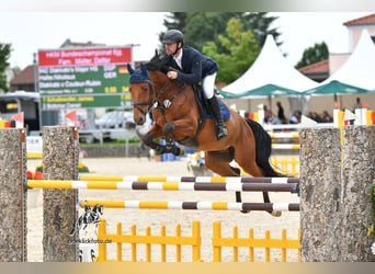 Bavarian Warmblood, Gelding, 6 years, 16 hh, Brown