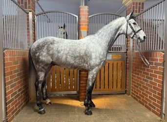 Bavarian Warmblood, Gelding, 6 years, 16 hh, Gray