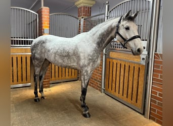Bavarian Warmblood, Gelding, 6 years, 16 hh, Grey