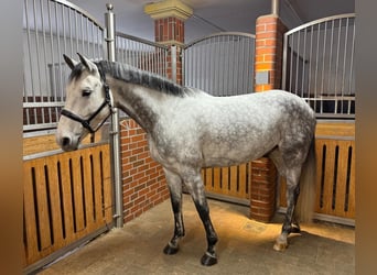 Bavarian Warmblood, Gelding, 6 years, 16 hh, Grey