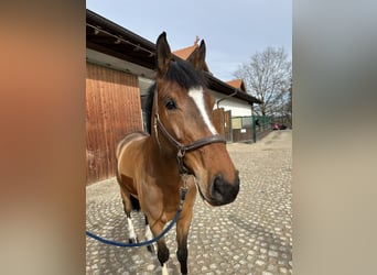 Bavarian Warmblood, Gelding, 6 years, 16,2 hh, Brown-Light