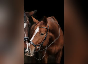Bavarian Warmblood, Gelding, 6 years, 17,1 hh, Chestnut