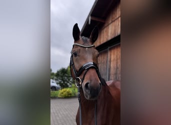 Bavarian Warmblood, Gelding, 6 years, Brown