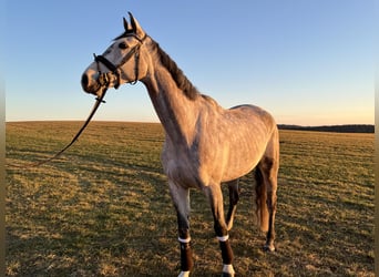 Bavarian Warmblood, Gelding, 7 years, 16,2 hh, Gray-Dapple