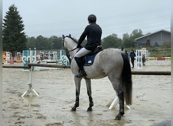 Bavarian Warmblood, Gelding, 7 years, 16.2 hh, Grey