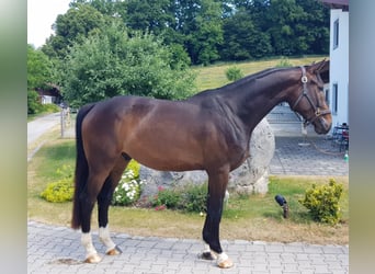 Bayerisches Warmblut, Wallach, 7 Jahre, 16,3 hh, Dunkelbrauner