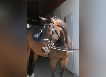 Bavarian Warmblood, Gelding, 7 years, 16,3 hh, Bay-Dark