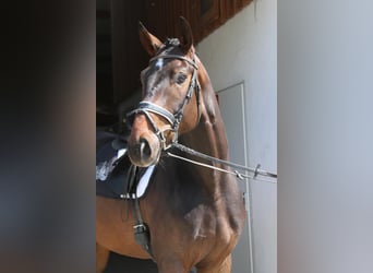 Bayerisches Warmblut, Wallach, 7 Jahre, 16,3 hh, Dunkelbrauner