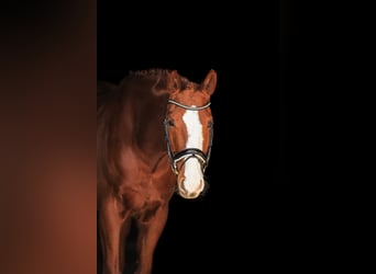 Bavarian Warmblood, Gelding, 7 years, 16,1 hh