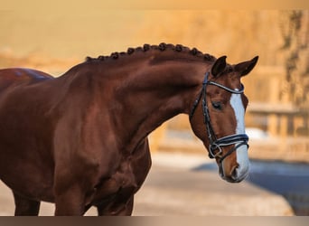 Bavarian Warmblood, Gelding, 7 years, 16,1 hh