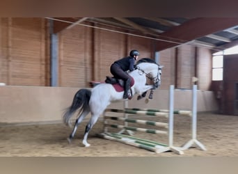 Bavarian Warmblood, Gelding, 7 years, 16,2 hh