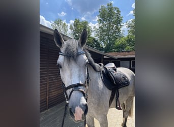 Bavarian Warmblood, Gelding, 7 years, 16,2 hh, Grey